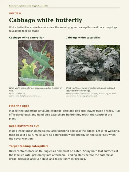 Problem Solver page on cabbage white butterfly: photos of the caterpillar and of holes in kale leaves, with what to check