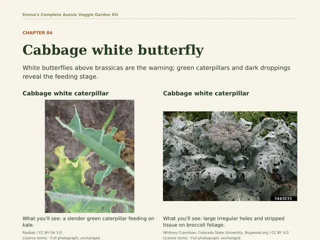 Problem Solver page: cabbage white caterpillar on kale and the holes it leaves, with what to check and do